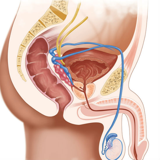 מערכת השתן הגברית